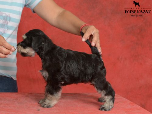 miniature schnauzer patuljasti snaucer